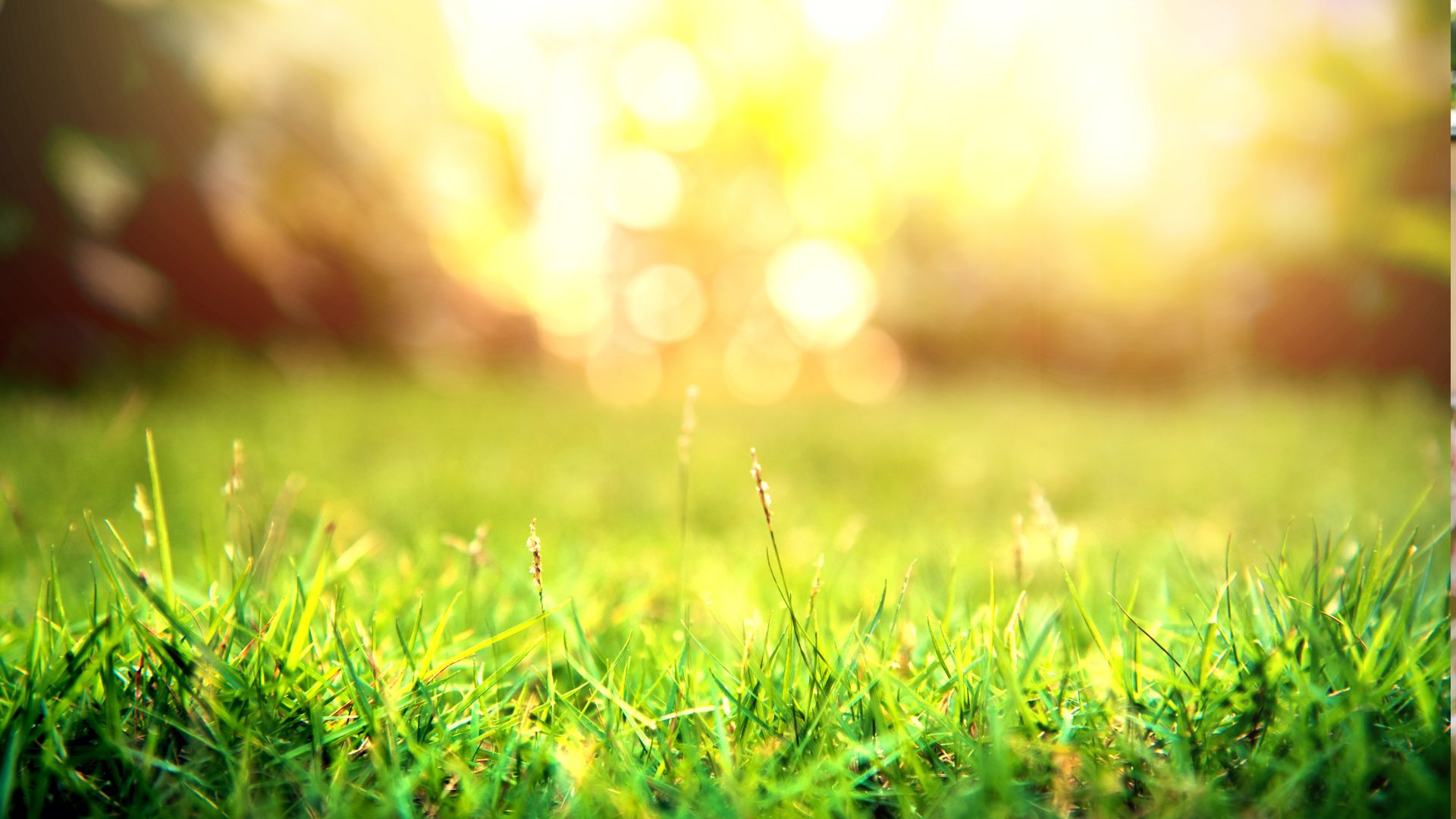 Como Cortar Grama: Guia Completo para um Jardim Perfeito